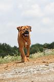 TOSA INU 066